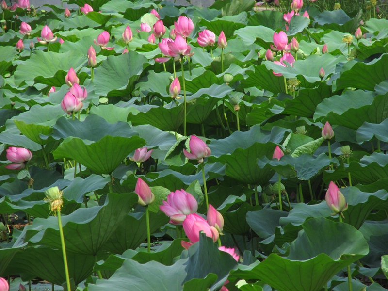 爱晚湖里的荷花 02 IMG_3901_副本.jpg